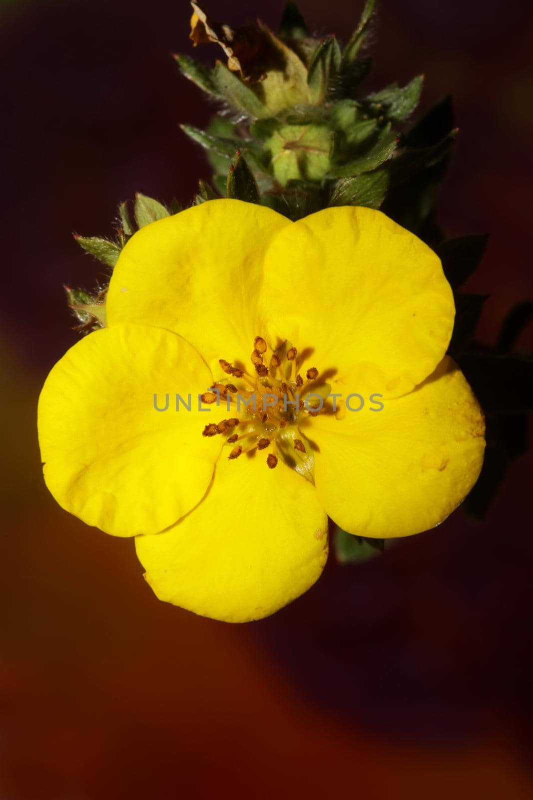 Yellow flower blossom close up botanical background big size high quality prints dasiphora fruticosa family thymelaeaceae wall posters