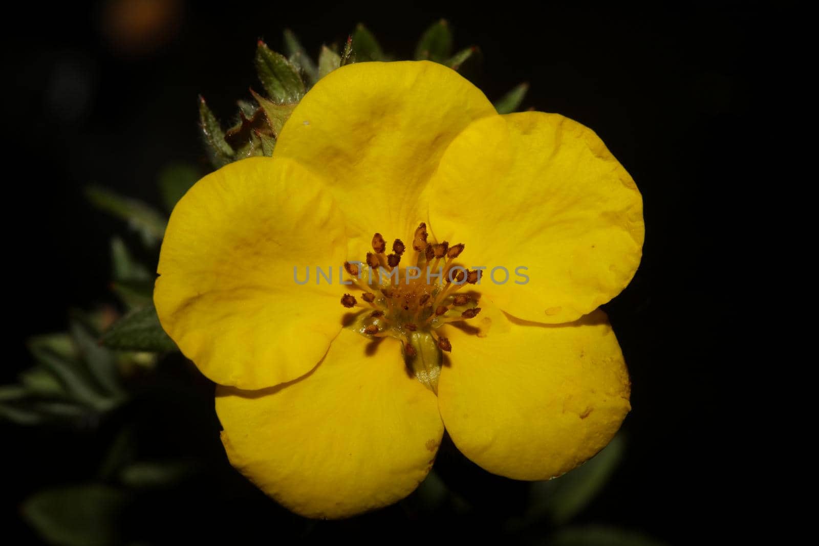 Yellow flower blossom close up botanical background big size high quality prints dasiphora fruticosa family thymelaeaceae wall poster by BakalaeroZz