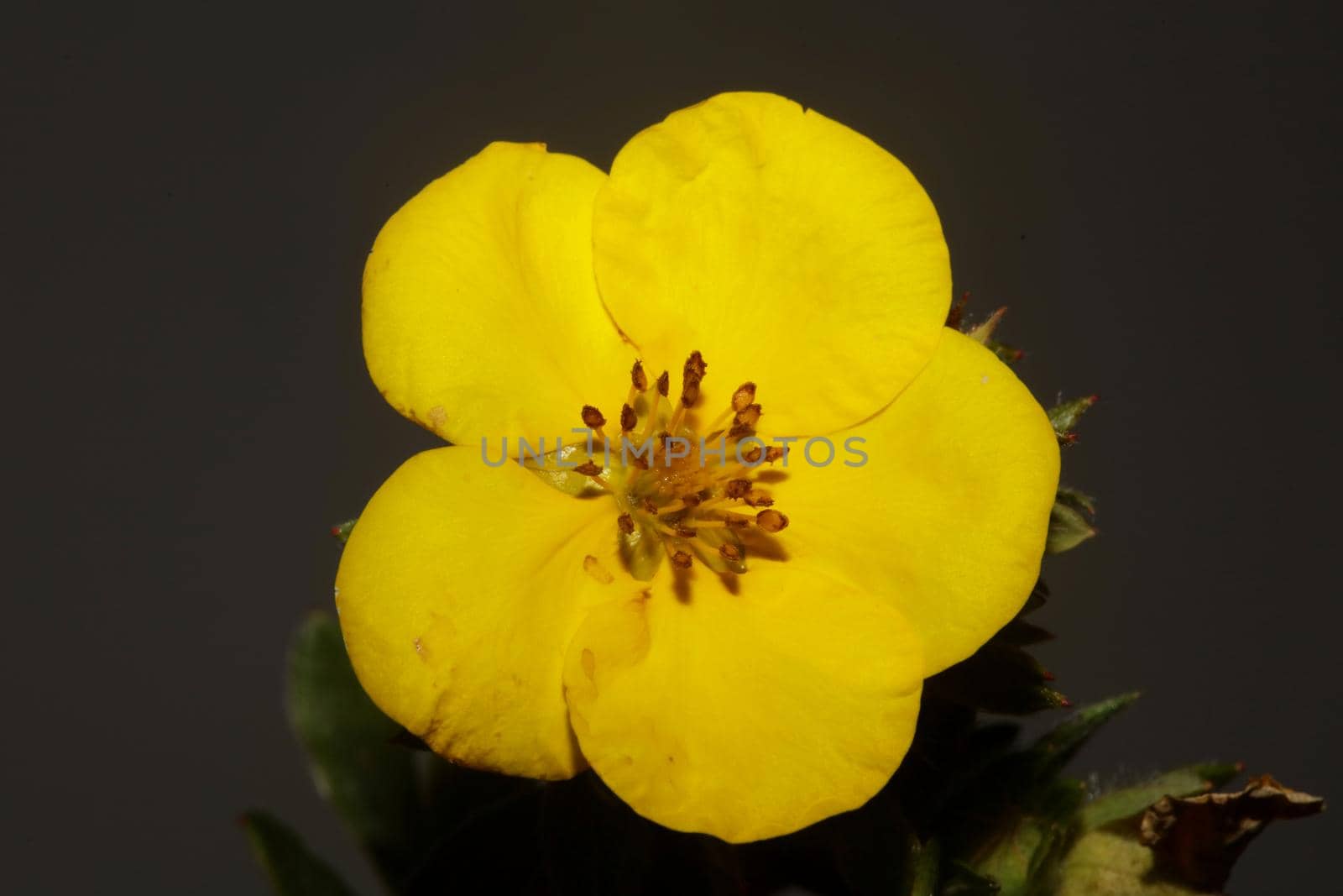 Yellow flower blossom close up botanical background big size high quality prints dasiphora fruticosa family thymelaeaceae wall poster by BakalaeroZz