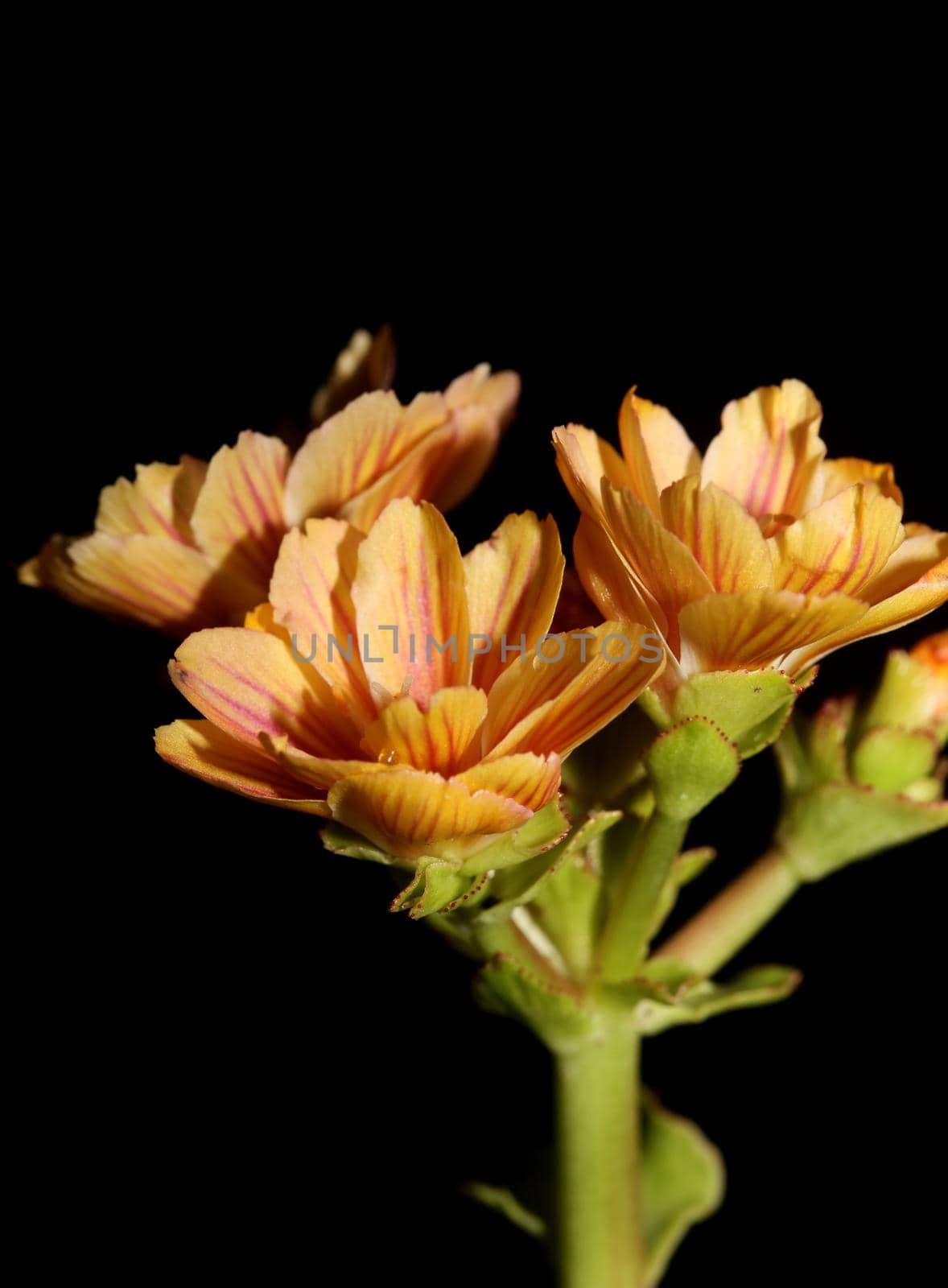 Flower blossoming close up modern botanical background lewisia cotyledon family montiaceae big size high quality print home decoration by BakalaeroZz