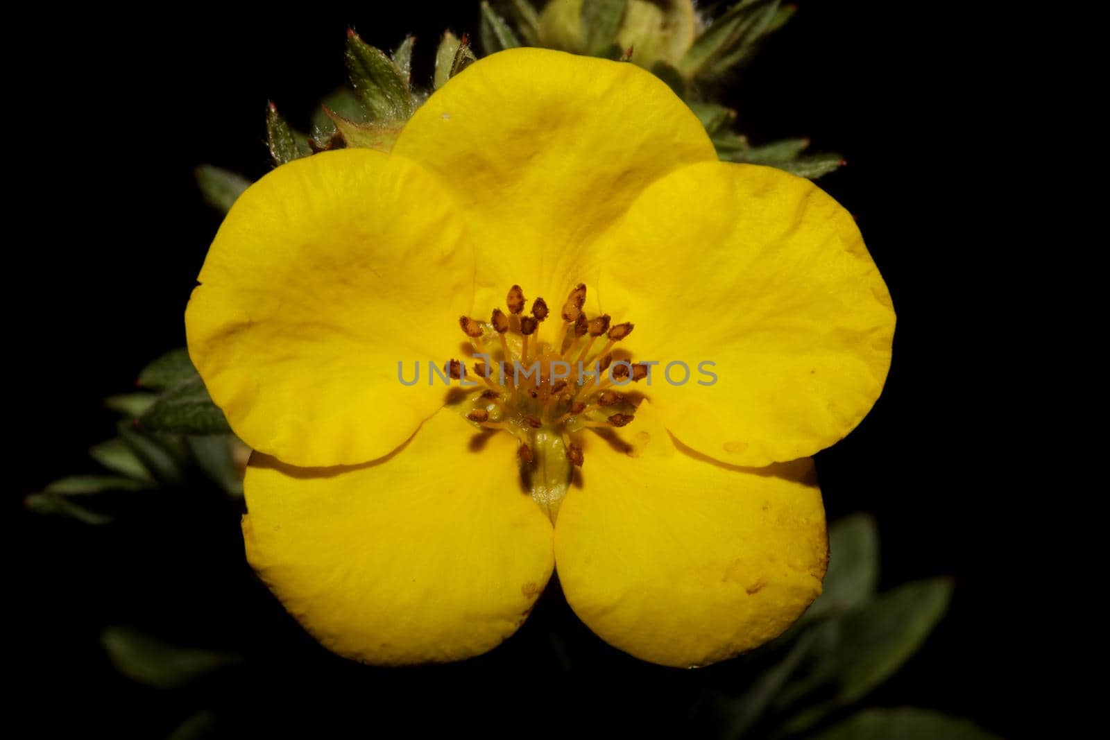 Yellow flower blossom close up botanical background big size high quality prints dasiphora fruticosa family thymelaeaceae wall poster by BakalaeroZz