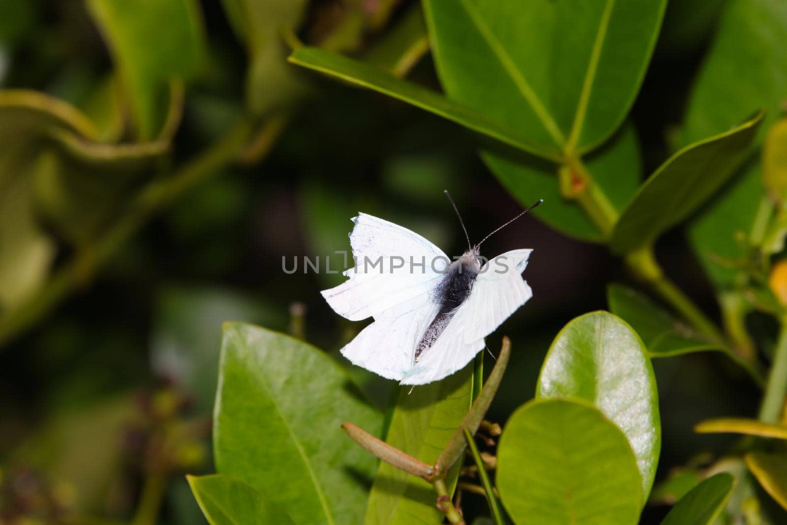 African Small White Butterfly With Broken Wings (Dixeia charina charina) by jjvanginkel