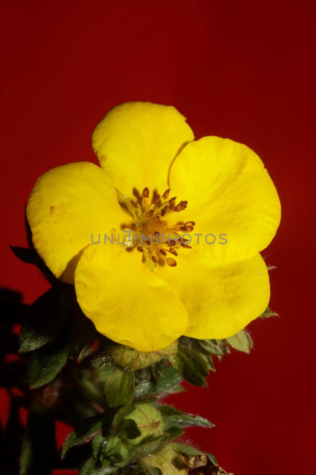 Yellow flower blossom close up botanical background big size high quality prints dasiphora fruticosa family thymelaeaceae wall poster by BakalaeroZz