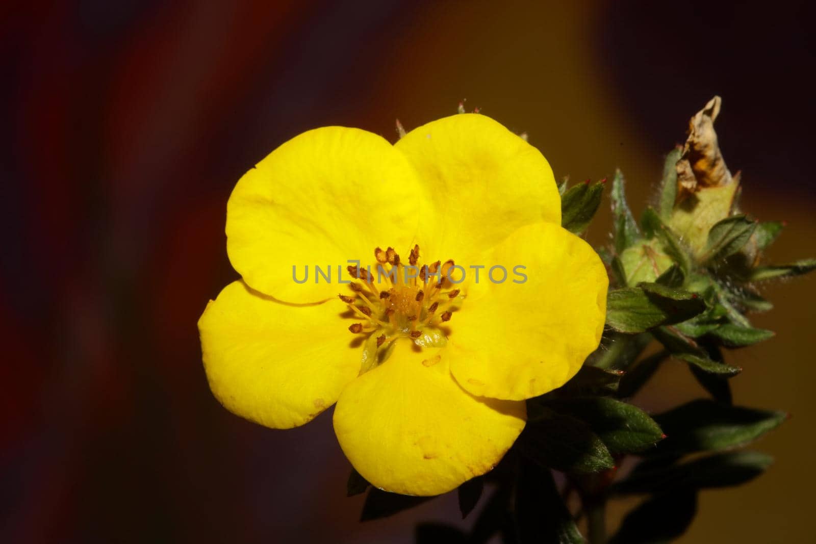 Yellow flower blossom close up botanical background big size high quality prints dasiphora fruticosa family thymelaeaceae wall poster by BakalaeroZz