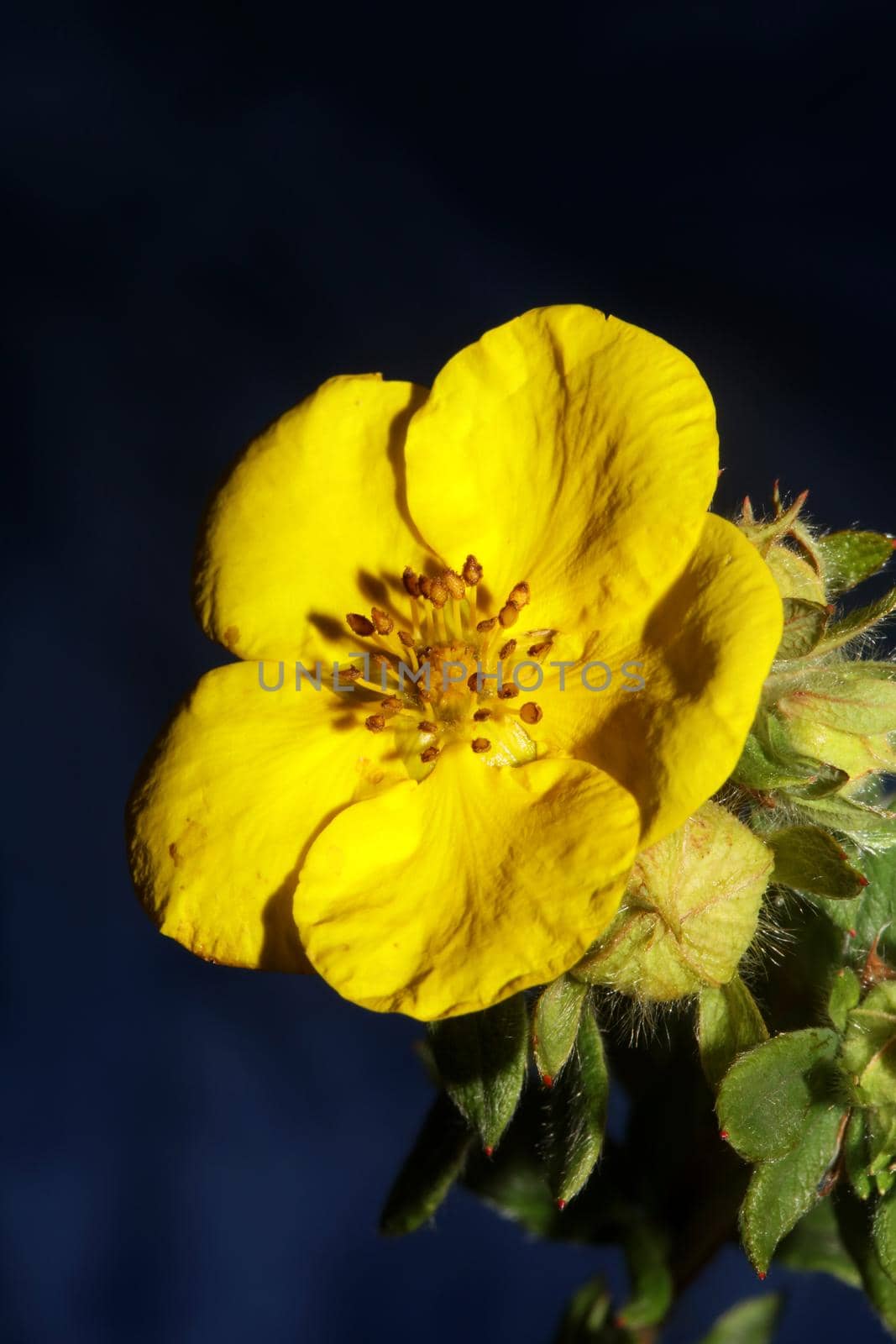 Yellow flower blossom close up botanical background big size high quality prints dasiphora fruticosa family thymelaeaceae wall poster by BakalaeroZz