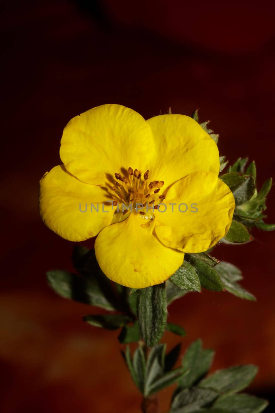 Yellow flower blossom close up botanical background big size high quality prints dasiphora fruticosa family thymelaeaceae wall poster by BakalaeroZz