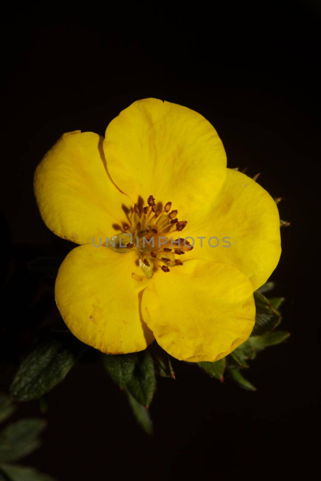 Yellow flower blossom close up botanical background big size high quality prints dasiphora fruticosa family thymelaeaceae wall posters