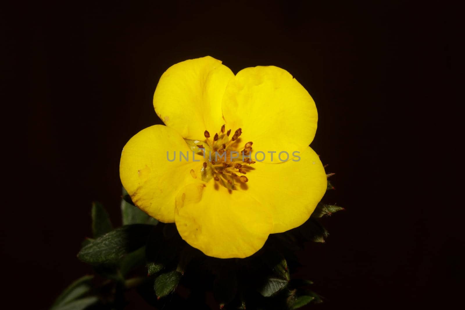 Yellow flower blossom close up botanical background big size high quality prints dasiphora fruticosa family thymelaeaceae wall posters