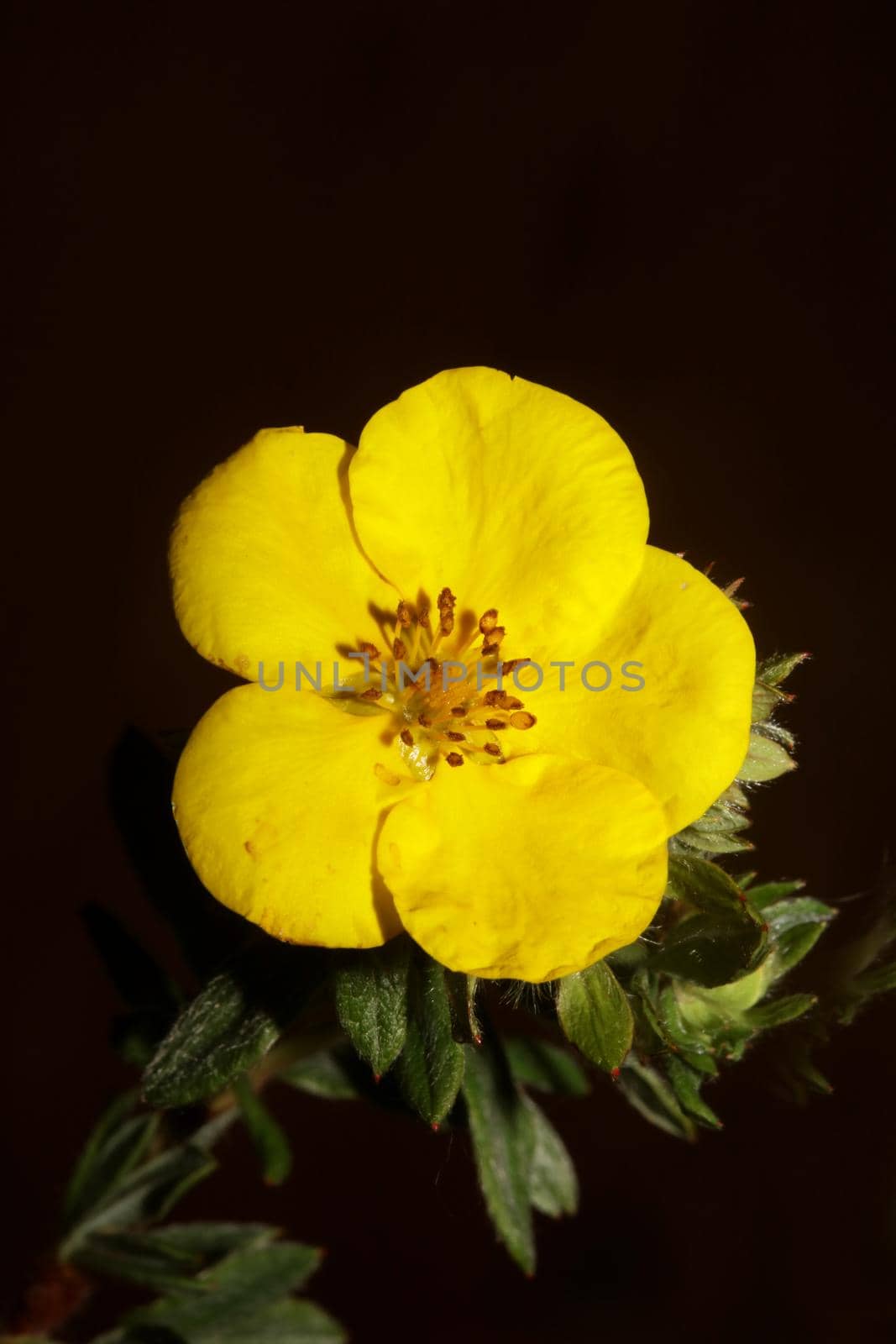 Yellow flower blossom close up botanical background big size high quality prints dasiphora fruticosa family thymelaeaceae wall poster by BakalaeroZz