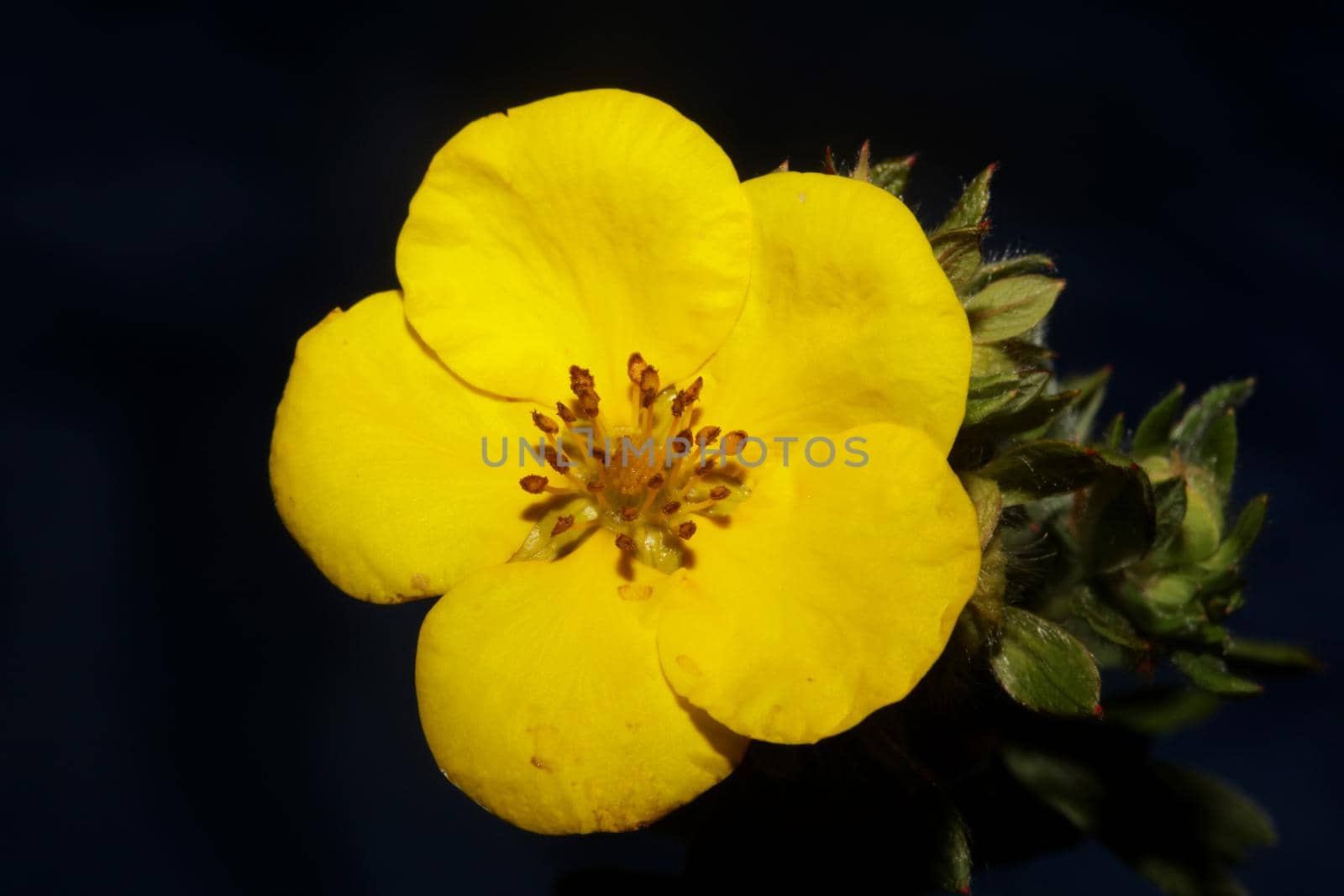 Yellow flower blossom close up botanical background big size high quality prints dasiphora fruticosa family thymelaeaceae wall poster by BakalaeroZz