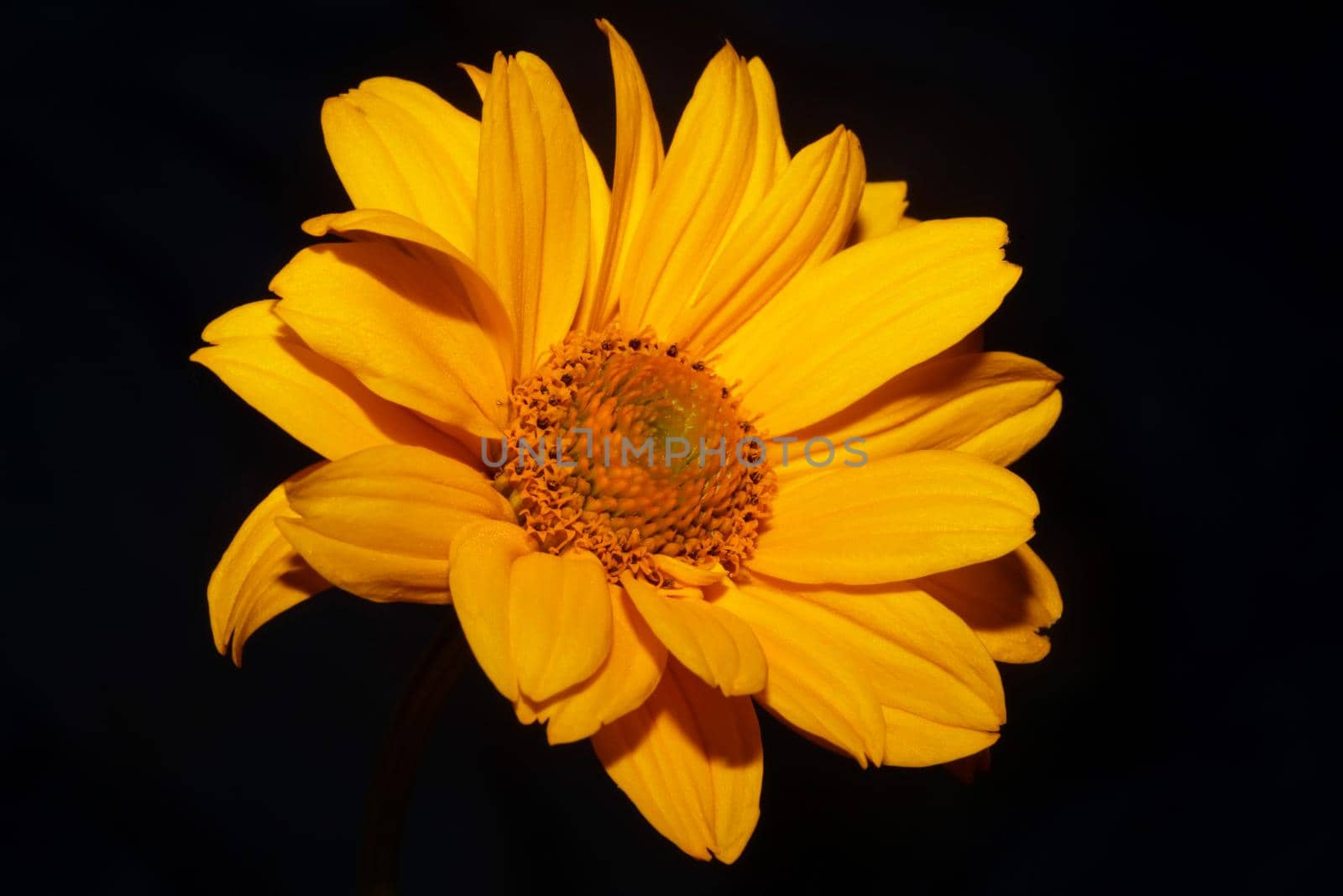 Yellow flower blossom close up botanical background heliopsis helianthoides family compositae big size metal prints high quality nature pictures by BakalaeroZz