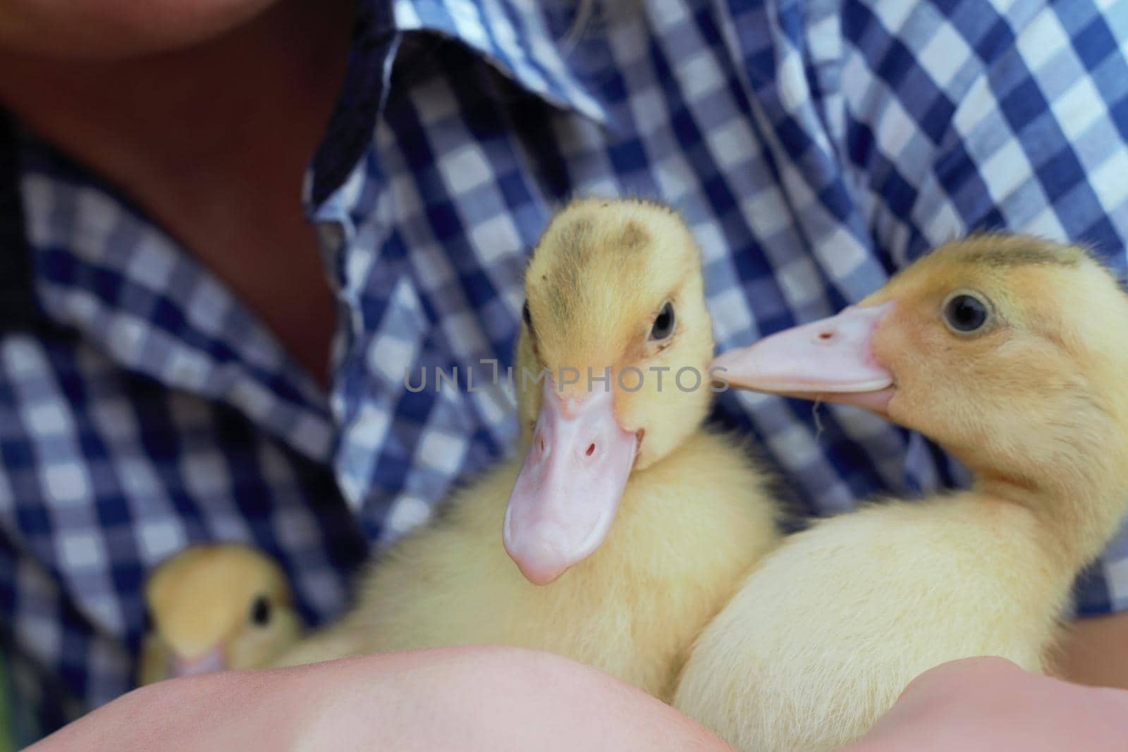 Young woman holding a yellow duckling in her hands in countryside. by AleksandraLevkovskaya