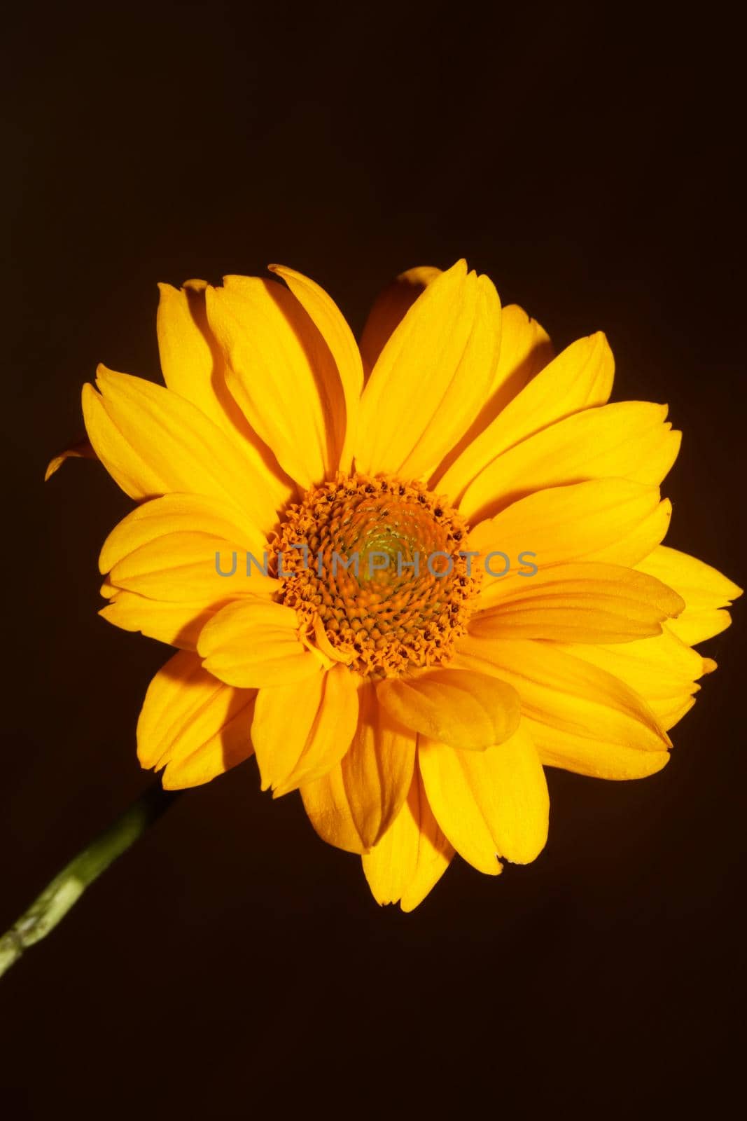 Yellow flower blossom close up botanical background heliopsis helianthoides family compositae big size metal prints high quality nature pictures by BakalaeroZz