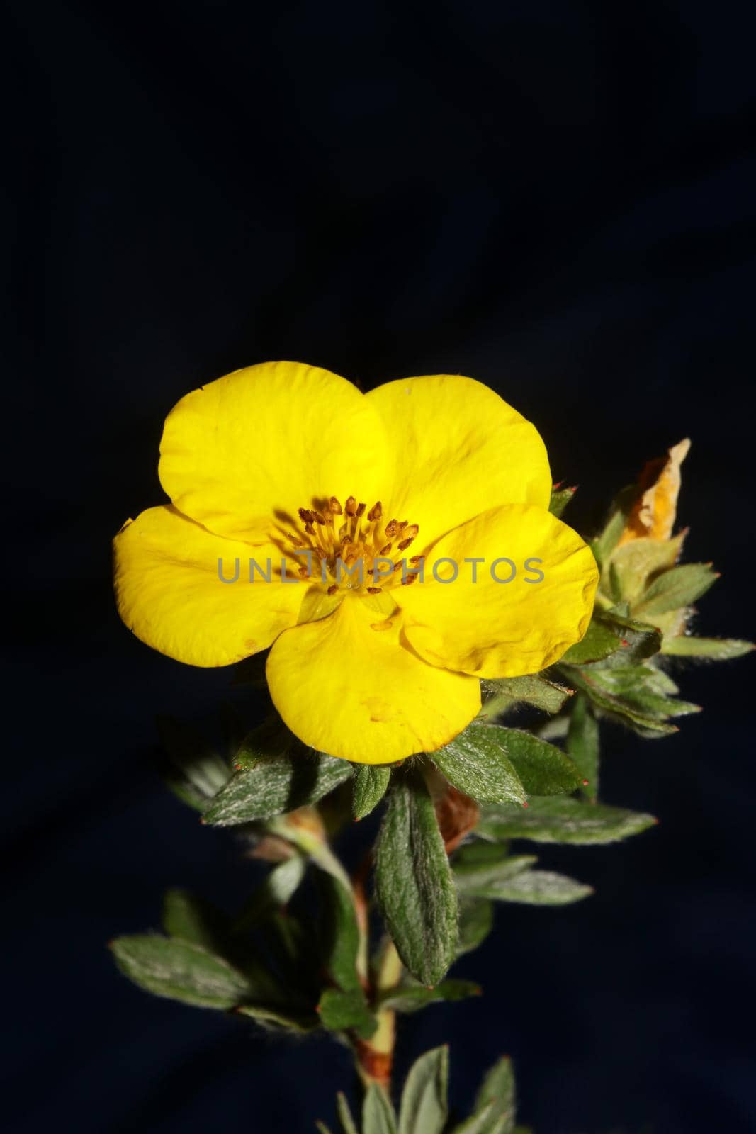 Yellow flower blossom close up botanical background big size high quality prints dasiphora fruticosa family thymelaeaceae wall poster by BakalaeroZz