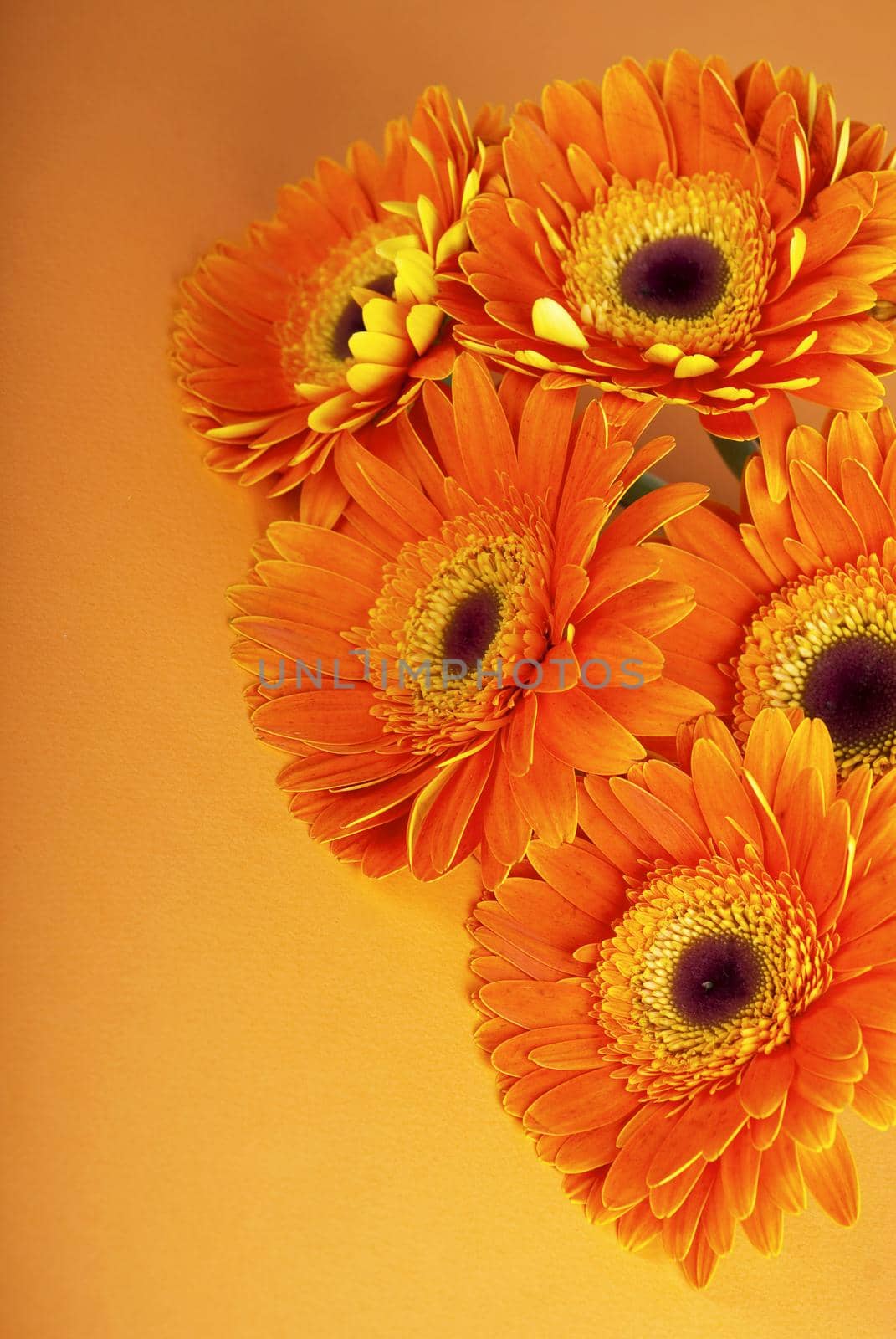 Daisy flowers close up over orange background