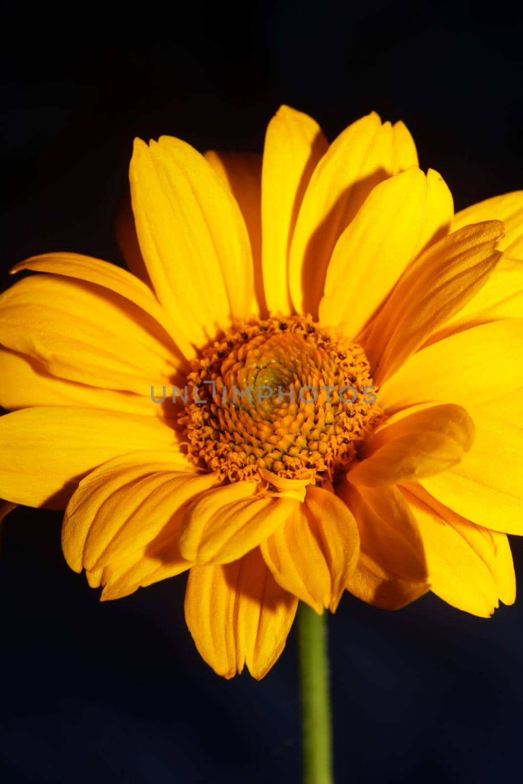 Yellow flower blossom close up botanical background heliopsis helianthoides family compositae big size metal prints high quality nature picture