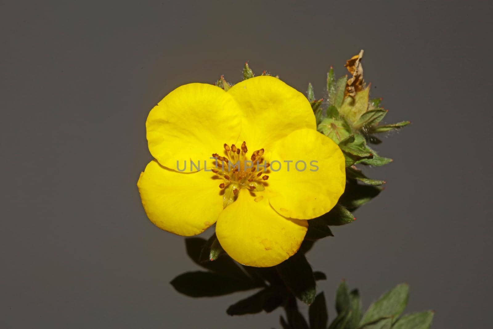 Yellow flower blossom close up botanical background big size high quality prints dasiphora fruticosa family thymelaeaceae wall poster by BakalaeroZz