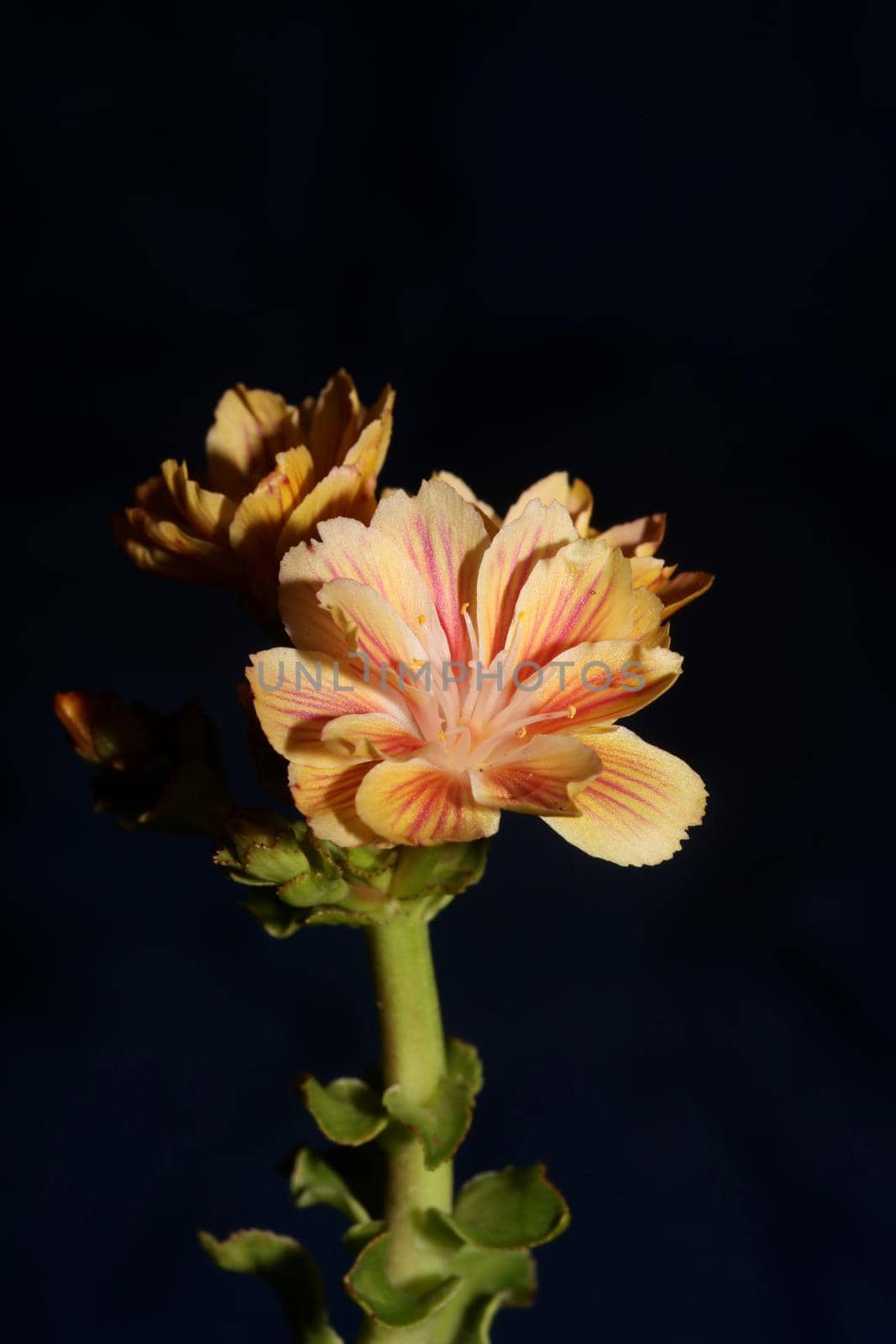 Flower blossoming close up modern botanical background lewisia cotyledon family montiaceae big size high quality print home decoration by BakalaeroZz