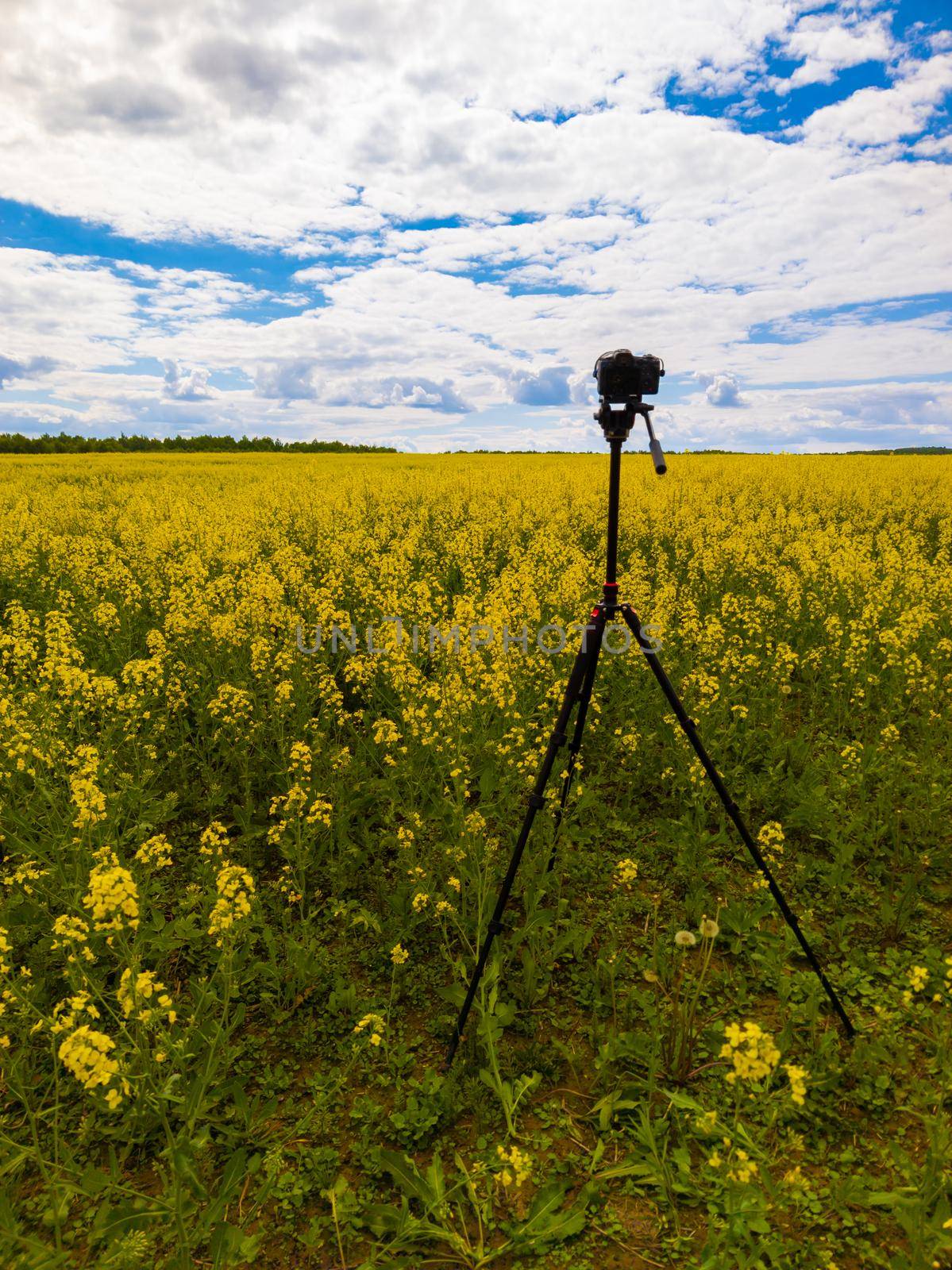 modern professional mirrorless camera on tripod shooting yellow field on tripod, closeup by z1b