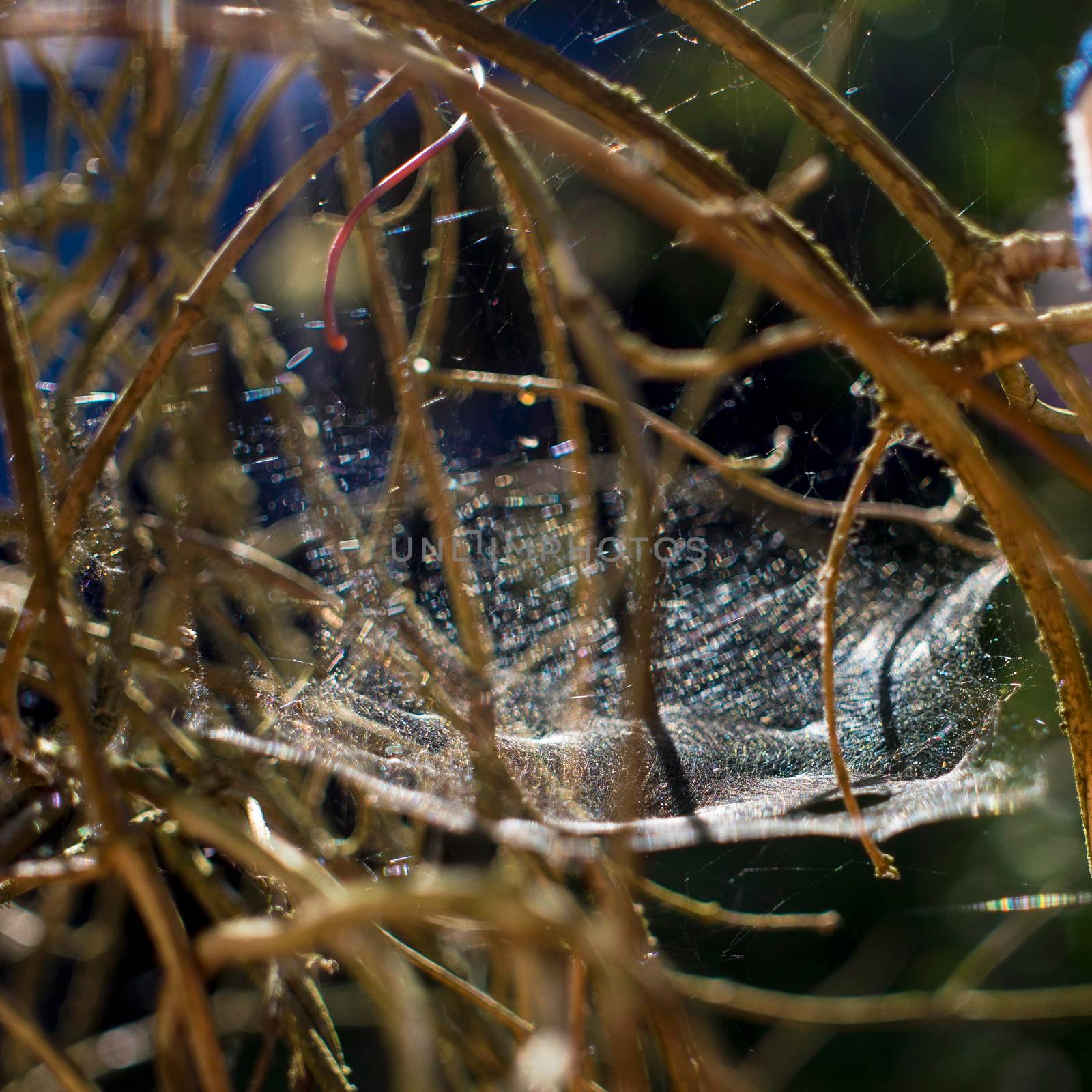 Closeup of cobweb on moss tree. wet cobweb. forest gossamer