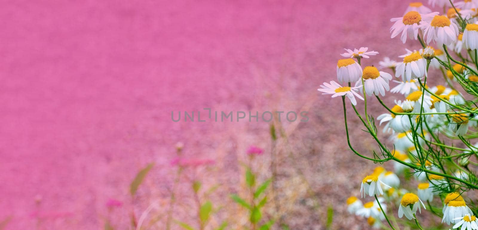 white chamomile flowers grow on a field with sand. Copy space. summer banner. High quality photo