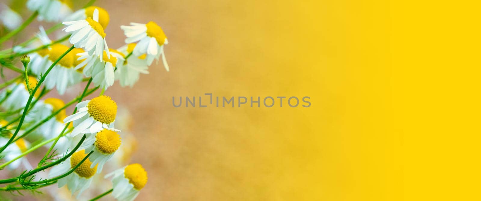 white chamomile flowers grow on a field with sand by kajasja