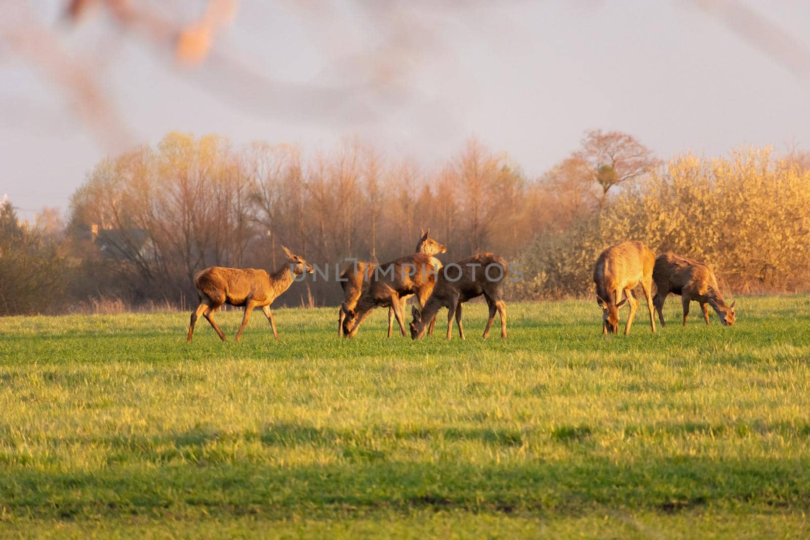 A herd of female red deers is grazing on a meadow by darekb22