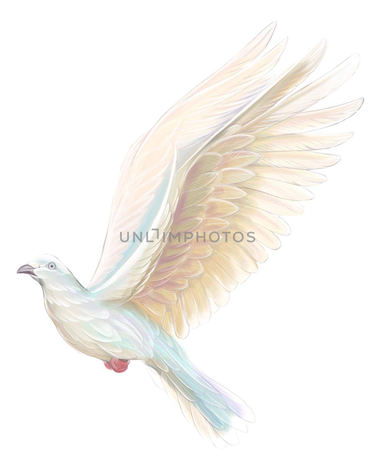 A white pigeon in flight. Beautiful picturesque wing. Watercolor illustration on a white background.