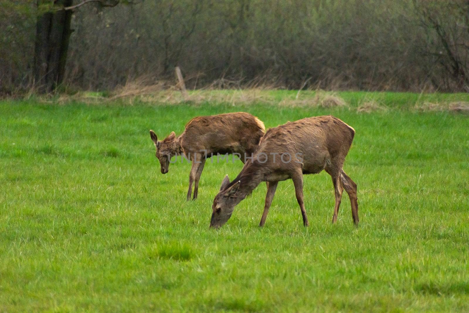 Two doe red deer grazing on a meadow, spring day
