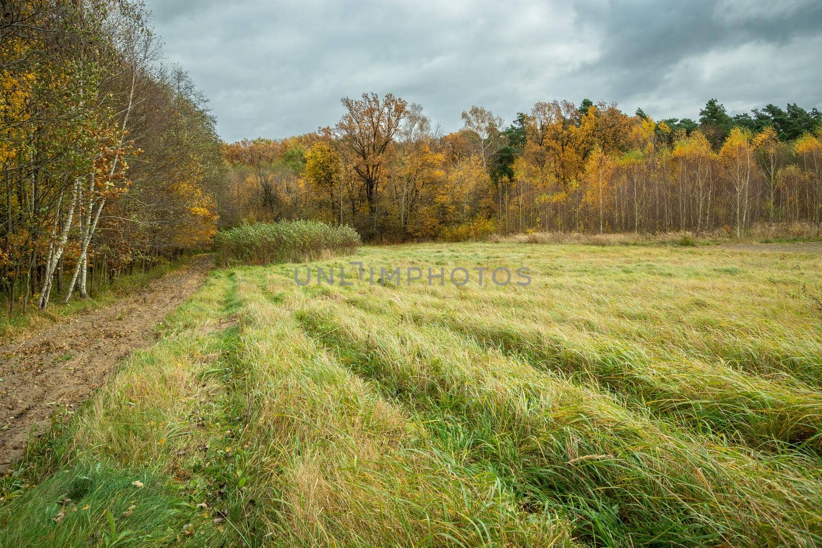 Meadow in front of the forest on an autumn october cloudy day