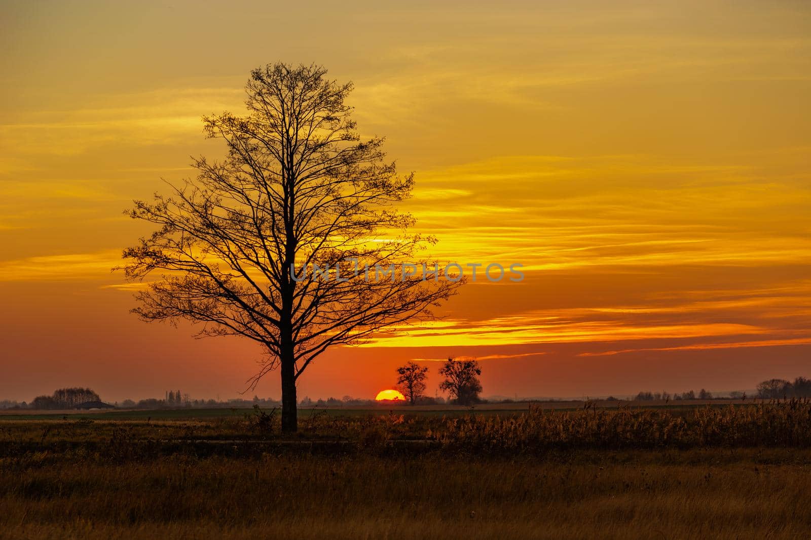 Big tree and orange sky during sunset, autumn view