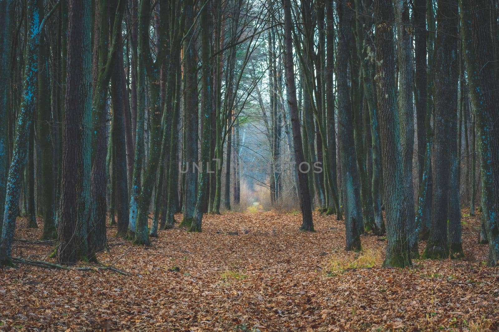 Avenue with leaves in a moody autumn forest