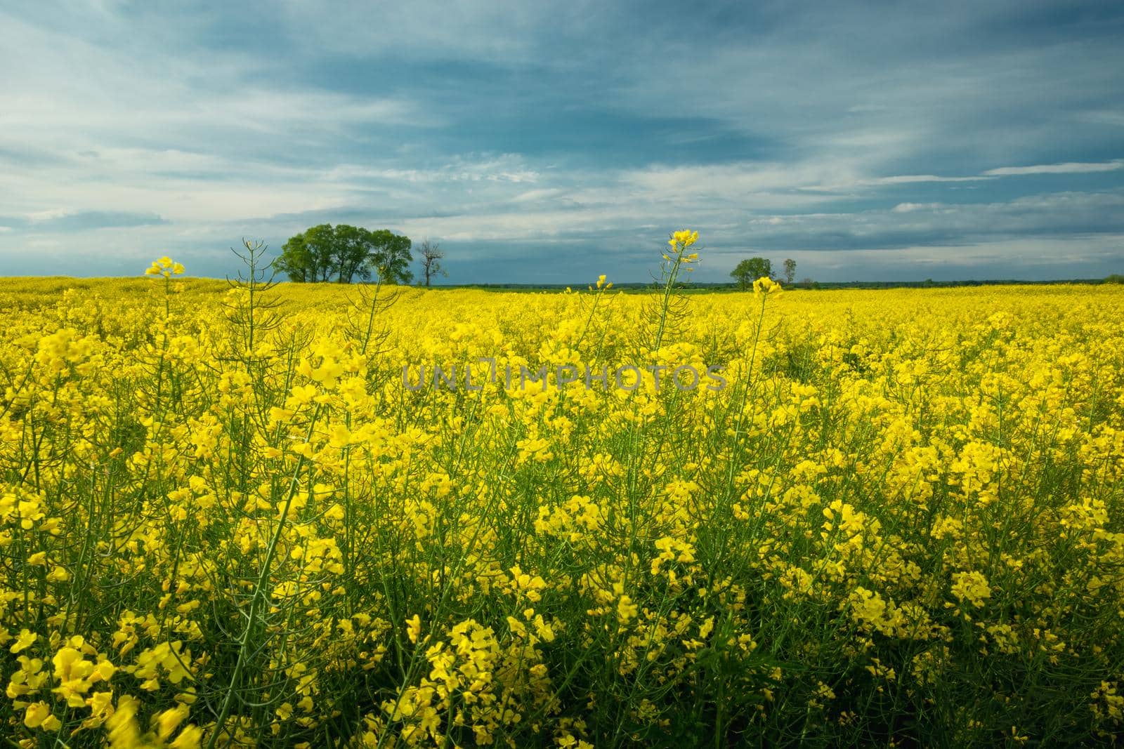 Evening sky over a yellow rape field, spring view