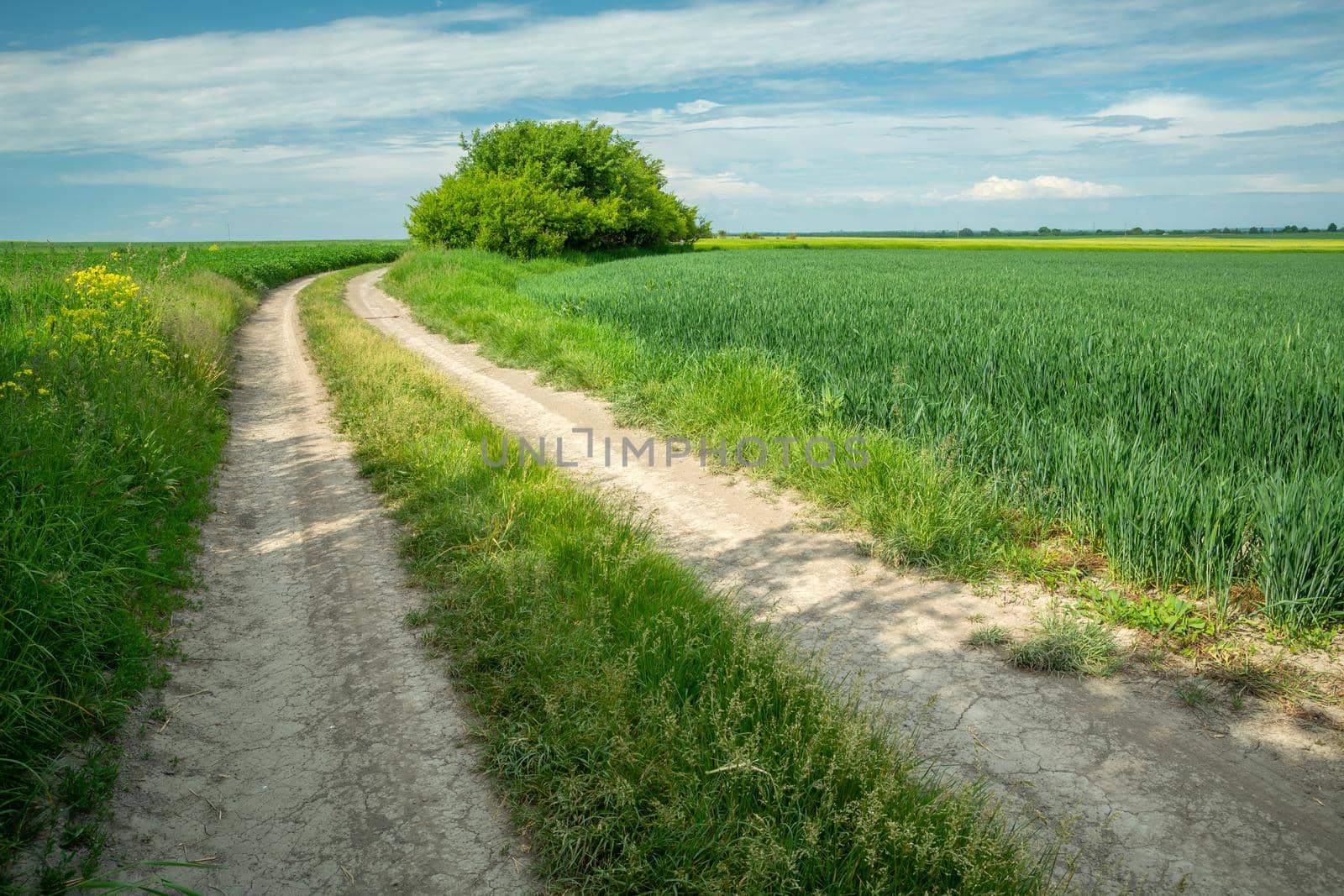 Dirt road through green farmland, June spring sunny day