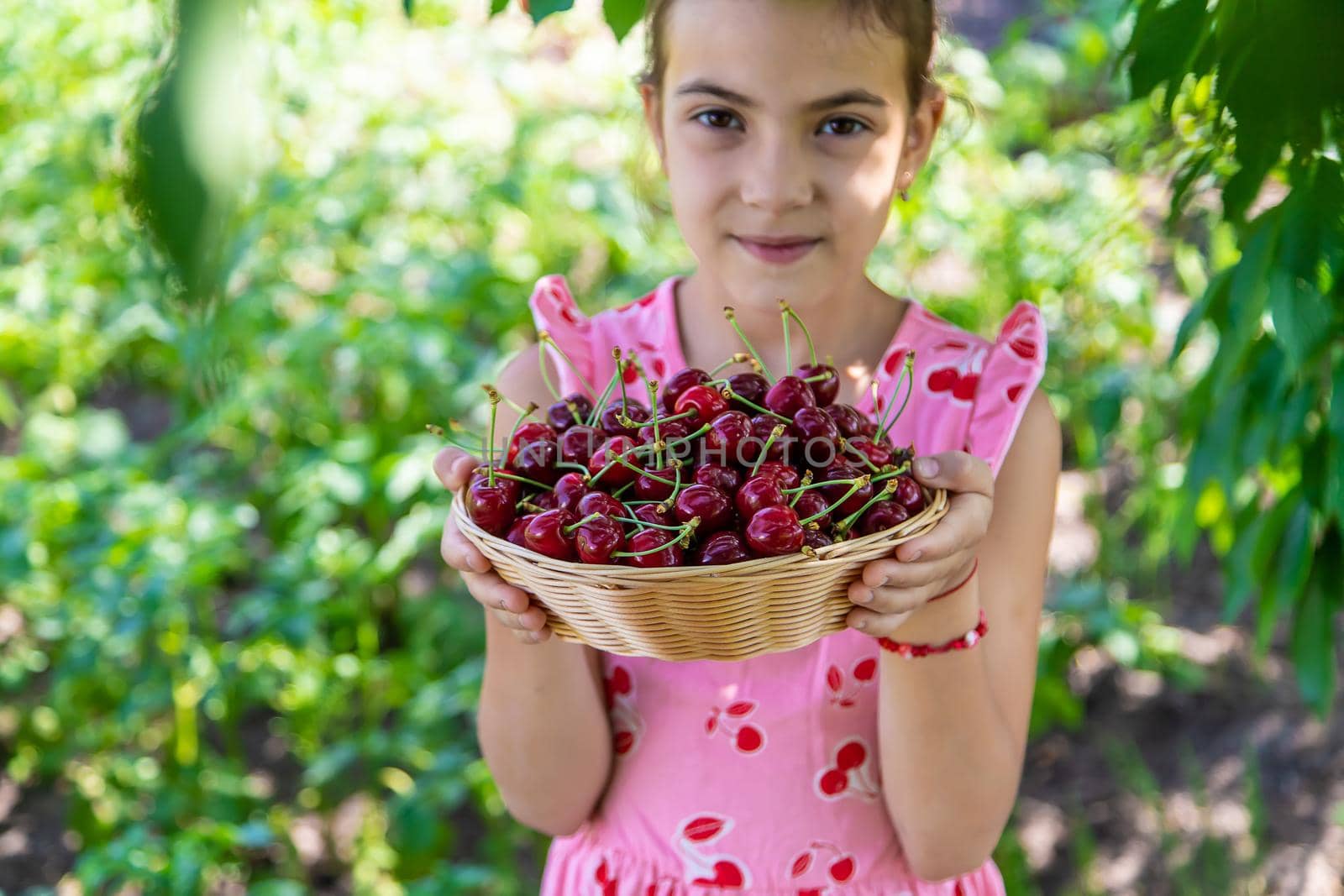 A child harvests cherries in the garden. Selective focus. Food.
