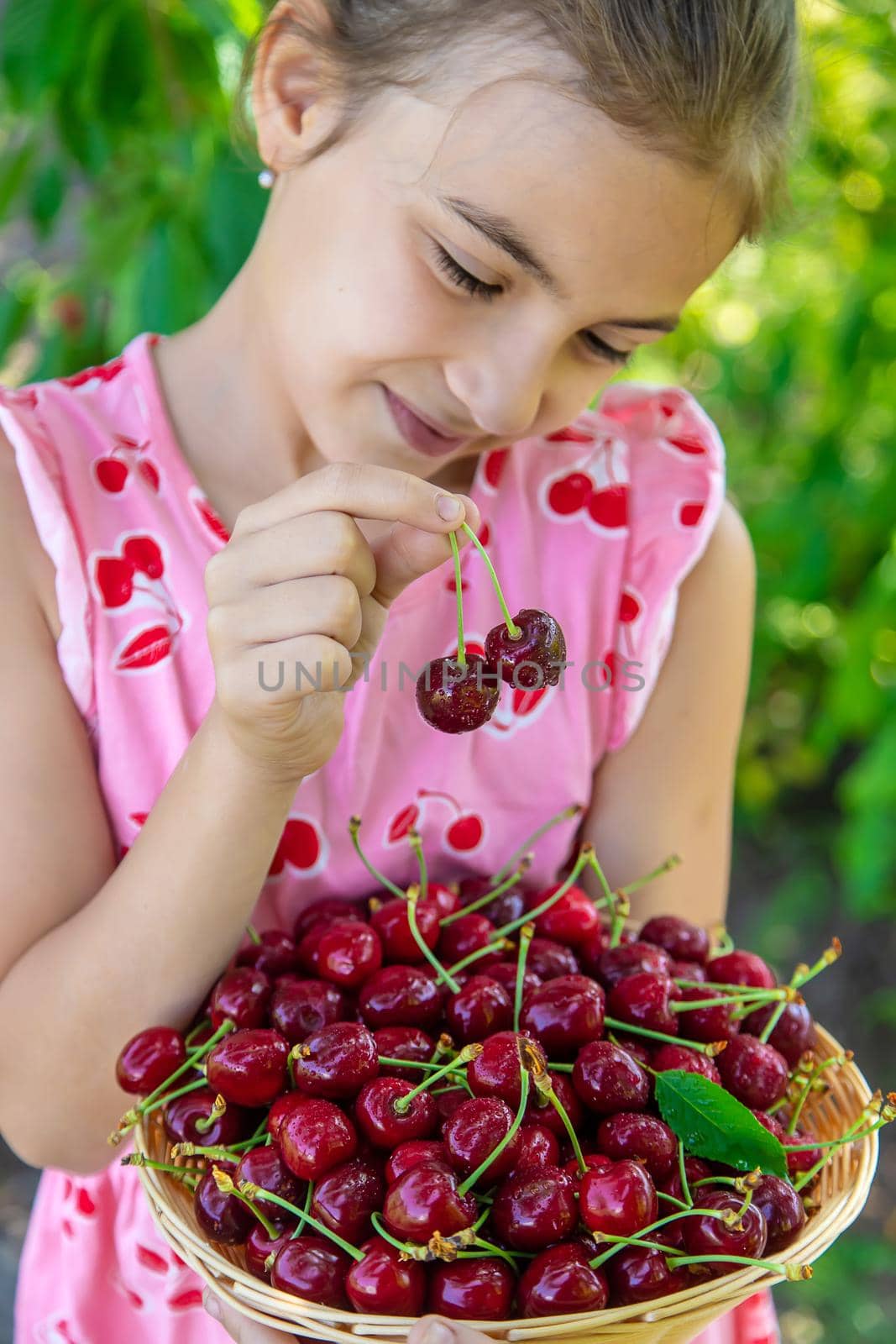 A child harvests cherries in the garden. Selective focus. Food.