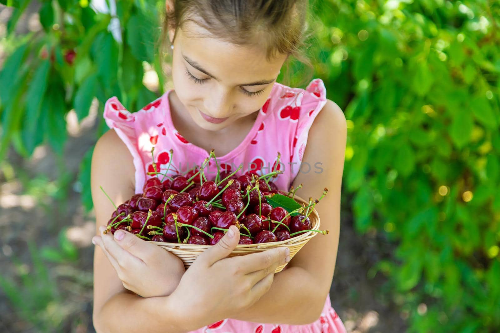 A child harvests cherries in the garden. Selective focus. by yanadjana