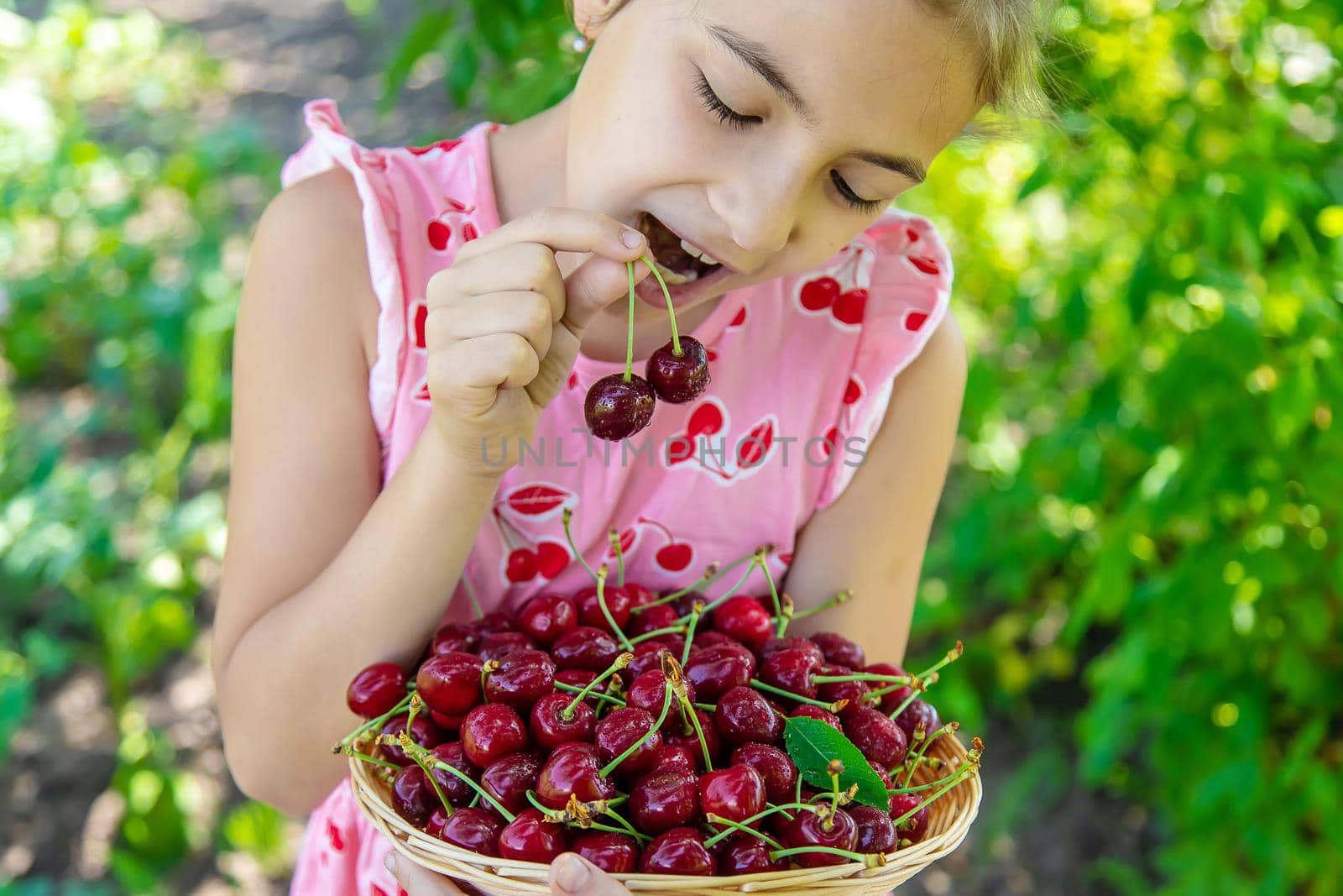 A child harvests cherries in the garden. Selective focus. by yanadjana