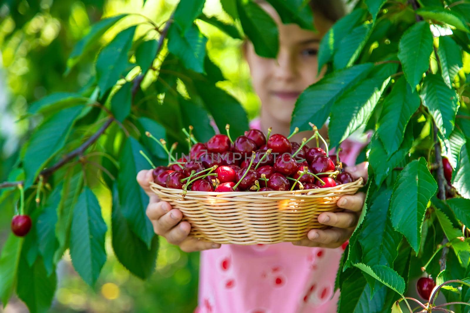 A child harvests cherries in the garden. Selective focus. by yanadjana