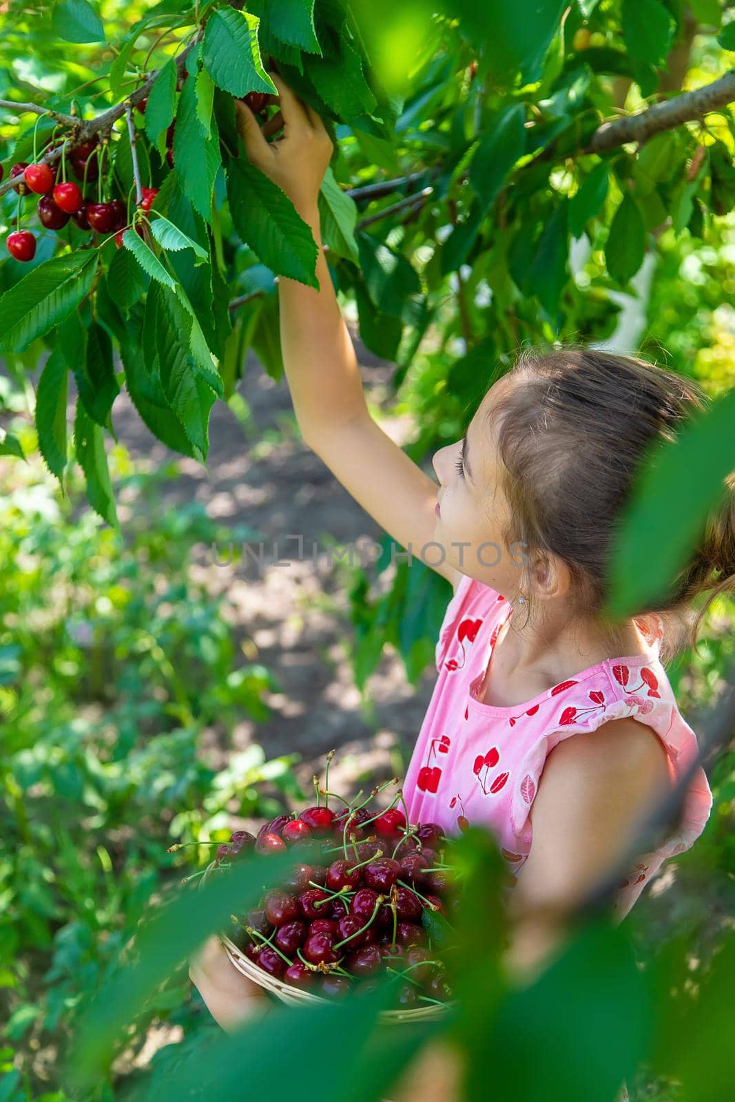 A child harvests cherries in the garden. Selective focus. Food.