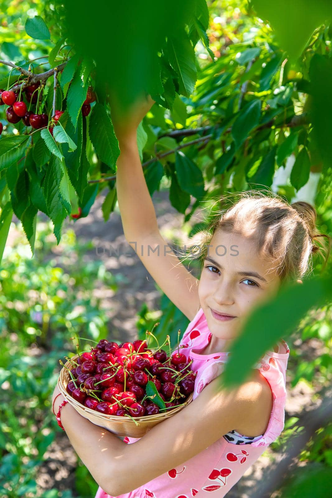 A child harvests cherries in the garden. Selective focus. Food.