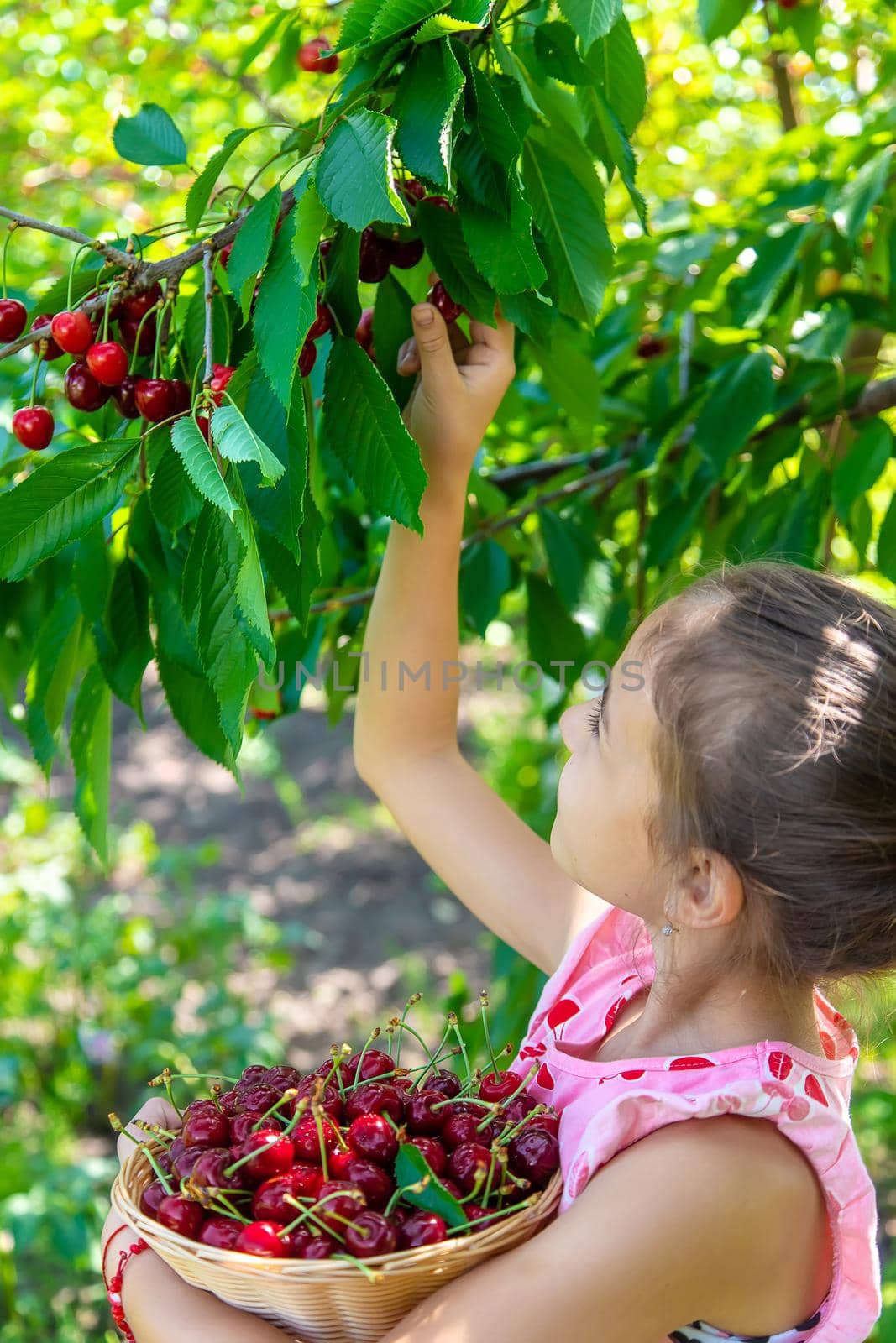 A child harvests cherries in the garden. Selective focus. by yanadjana