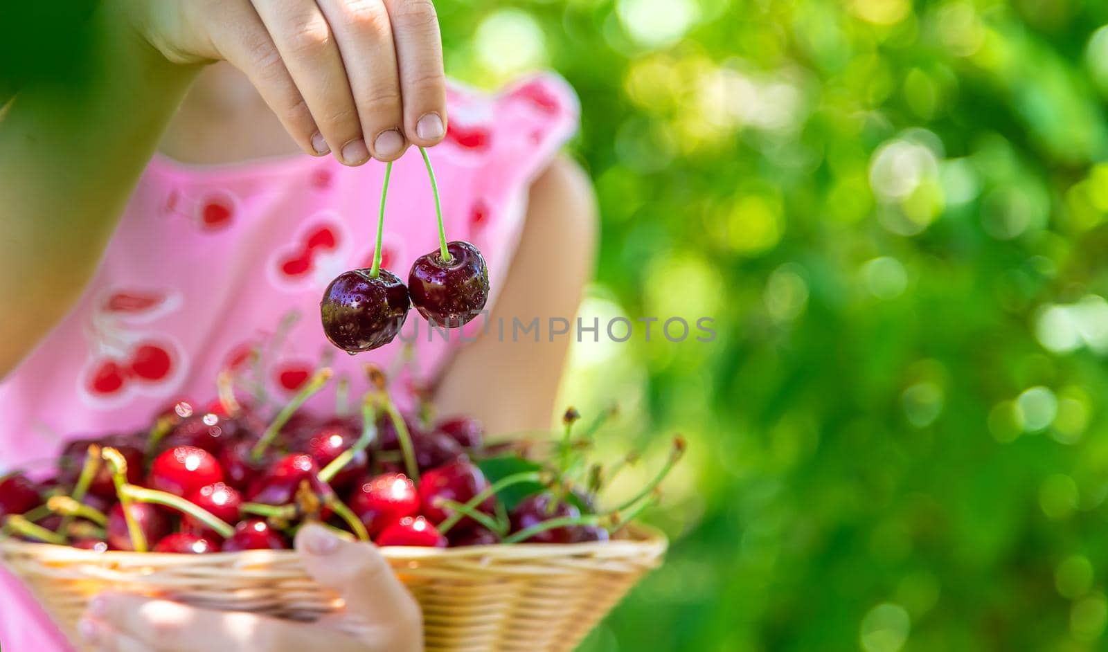 A child harvests cherries in the garden. Selective focus. by yanadjana