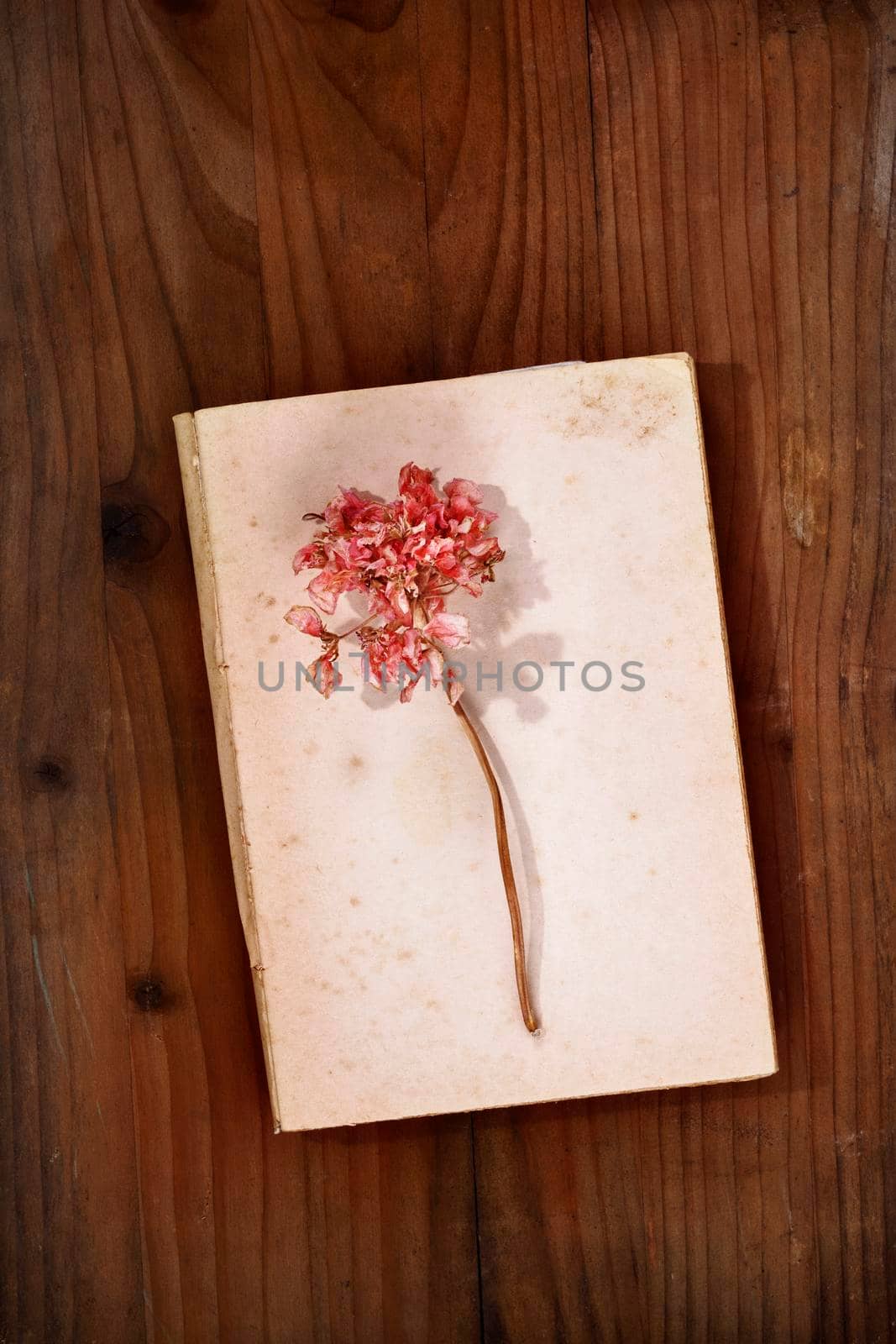Opened book and flower by victimewalker