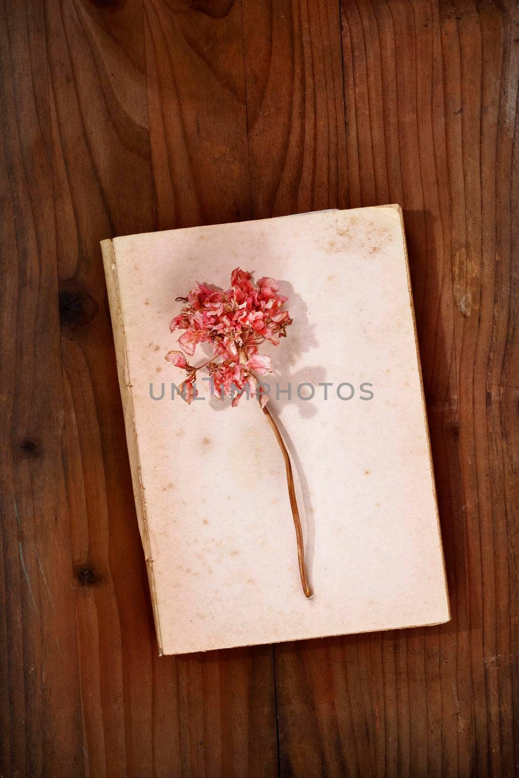 Red dried flower on old book , memories and romantic activity