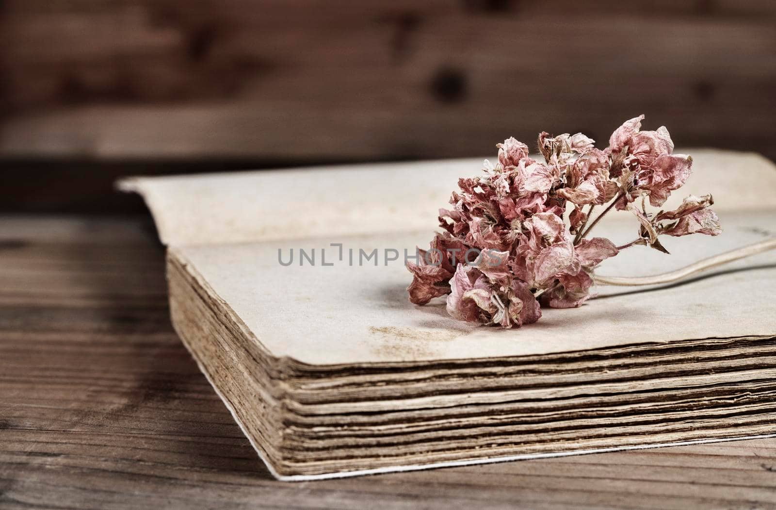 Red dried flower on old book , memories and romantic activity