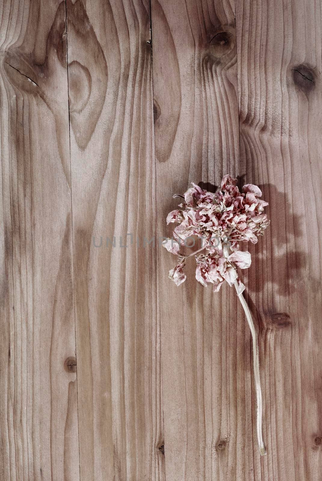 Red dried flower on wooden table  , memories and romantic activity