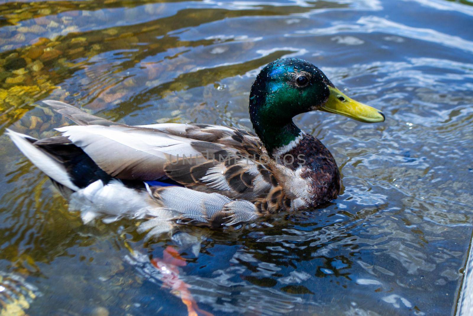 Image of an animal a wild drake and a duck sail on a pond by milastokerpro