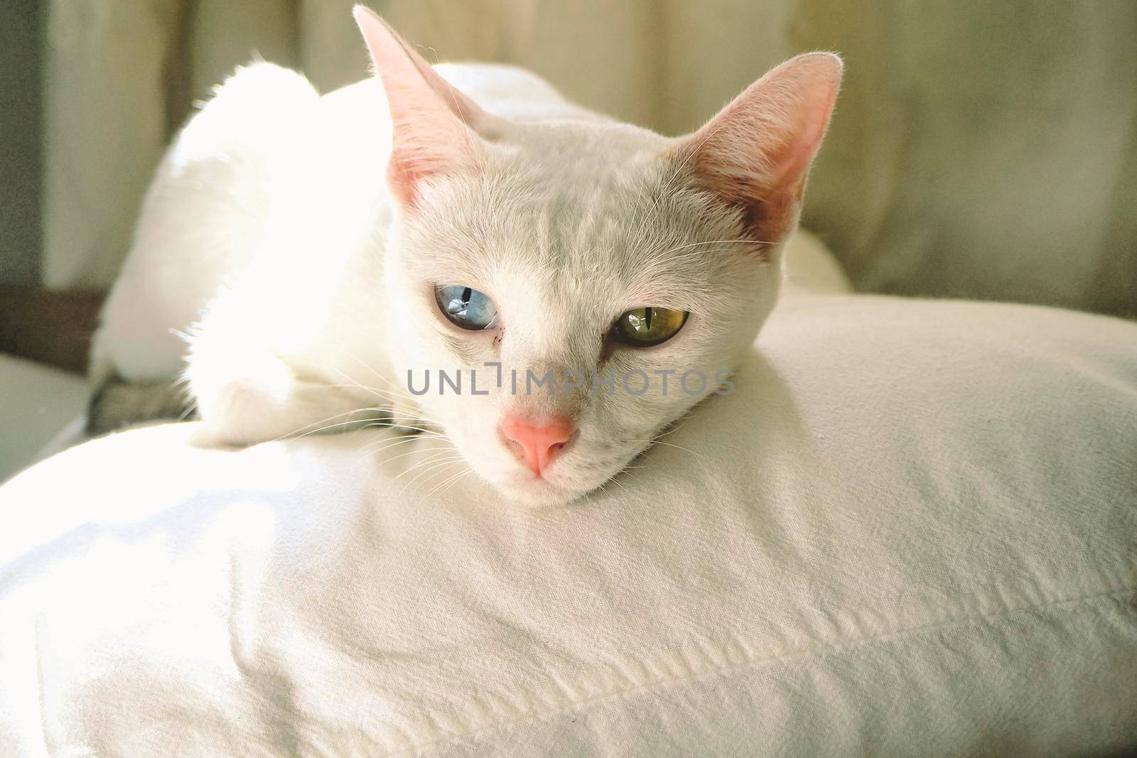 cute white cat with blue and yellow eyes sleeping on pillow in bedroom . home concept idea . adopt animal idea backgroud by Petrichor