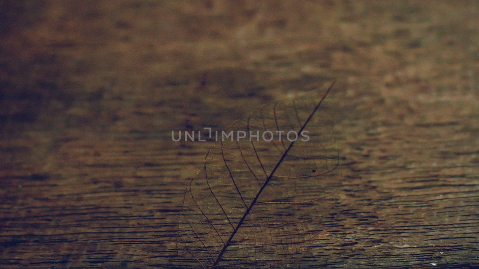 abstract transparenct leaf over wooden table background. nature concept idea by Petrichor